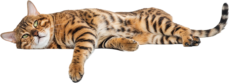 Tin Veteriner | Kıbrıs Lefkoşa Veteriner Kliniği | Kıbrıs Lefkoşa Veteriner | Kıbrıs Lefkoşa Veteriner Hekim | Kıbrıs Lefkoşa Acil Veteriner | Kıbrıs Lefkoşa En İyi Veteriner