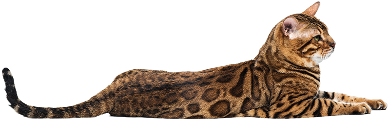 Tin Veteriner | Kıbrıs Lefkoşa Veteriner Kliniği | Kıbrıs Lefkoşa Veteriner | Kıbrıs Lefkoşa Veteriner Hekim | Kıbrıs Lefkoşa Acil Veteriner | Kıbrıs Lefkoşa En İyi Veteriner