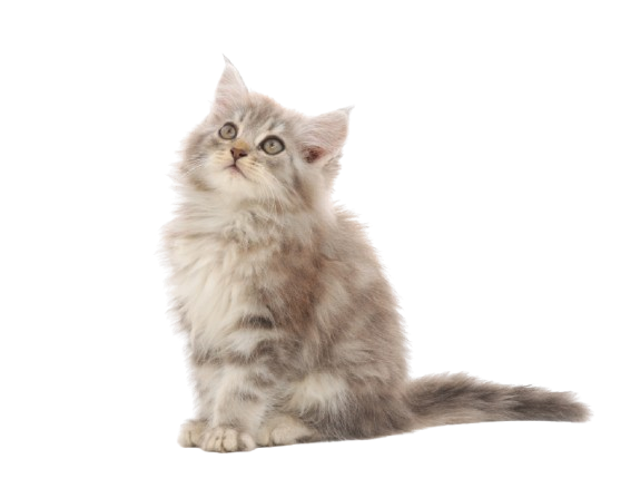 Tin Veteriner | Kıbrıs Lefkoşa Veteriner Kliniği | Kıbrıs Lefkoşa Veteriner | Kıbrıs Lefkoşa Veteriner Hekim | Kıbrıs Lefkoşa Acil Veteriner | Kıbrıs Lefkoşa En İyi Veteriner