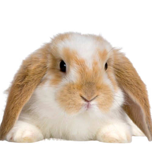 Tin Veteriner | Kıbrıs Lefkoşa Veteriner Kliniği | Kıbrıs Lefkoşa Veteriner | Kıbrıs Lefkoşa Veteriner Hekim | Kıbrıs Lefkoşa Acil Veteriner | Kıbrıs Lefkoşa En İyi Veteriner