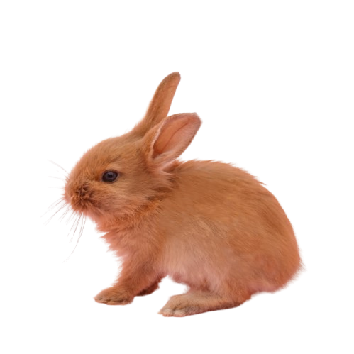 Tin Veteriner | Kıbrıs Lefkoşa Veteriner Kliniği | Kıbrıs Lefkoşa Veteriner | Kıbrıs Lefkoşa Veteriner Hekim | Kıbrıs Lefkoşa Acil Veteriner | Kıbrıs Lefkoşa En İyi Veteriner