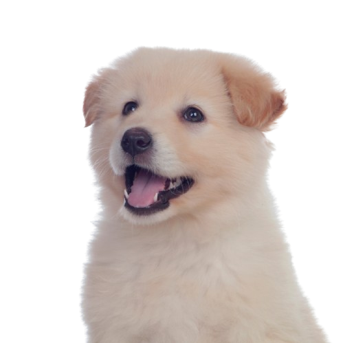 Tin Veteriner | Kıbrıs Lefkoşa Veteriner Kliniği | Kıbrıs Lefkoşa Veteriner | Kıbrıs Lefkoşa Veteriner Hekim | Kıbrıs Lefkoşa Acil Veteriner | Kıbrıs Lefkoşa En İyi Veteriner